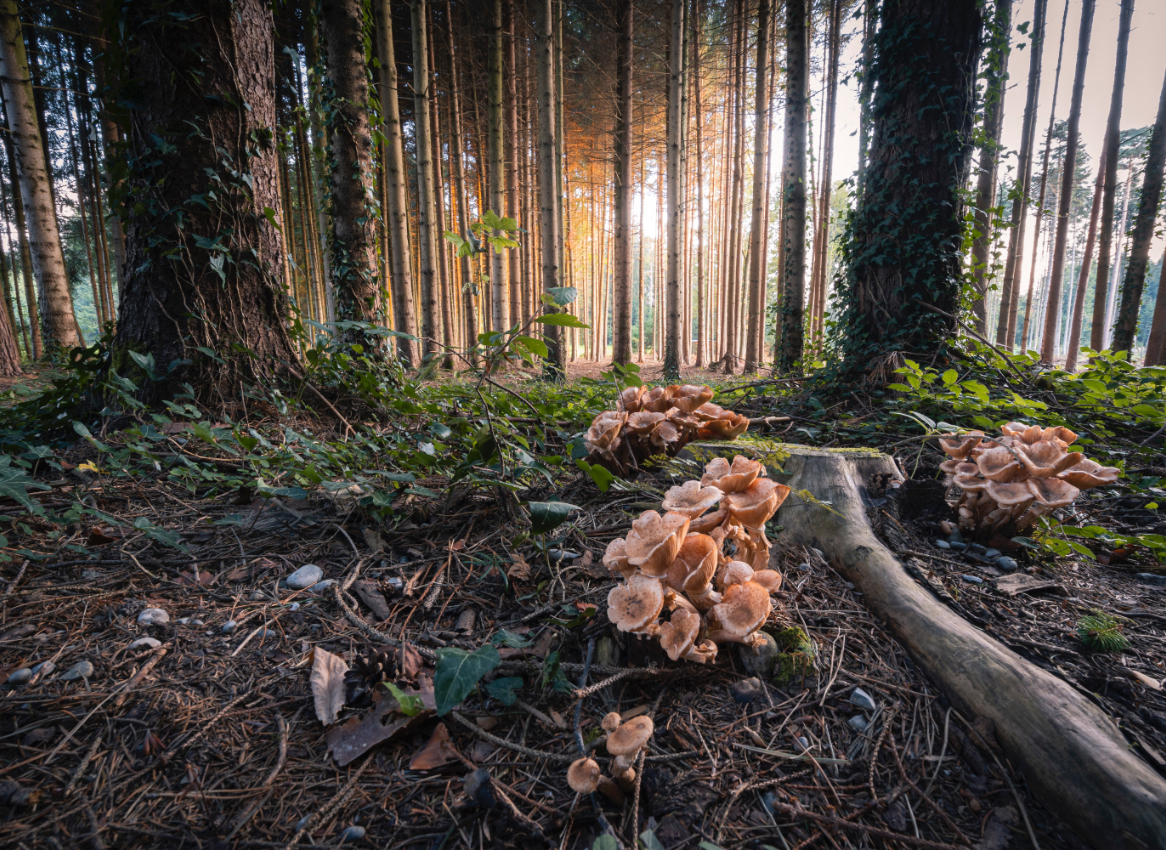 forest and sunlight